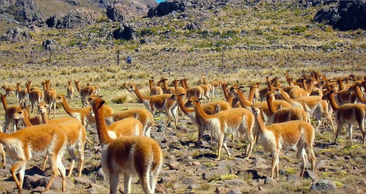 TOUR RESERVA DE PAMPAS GALERAS